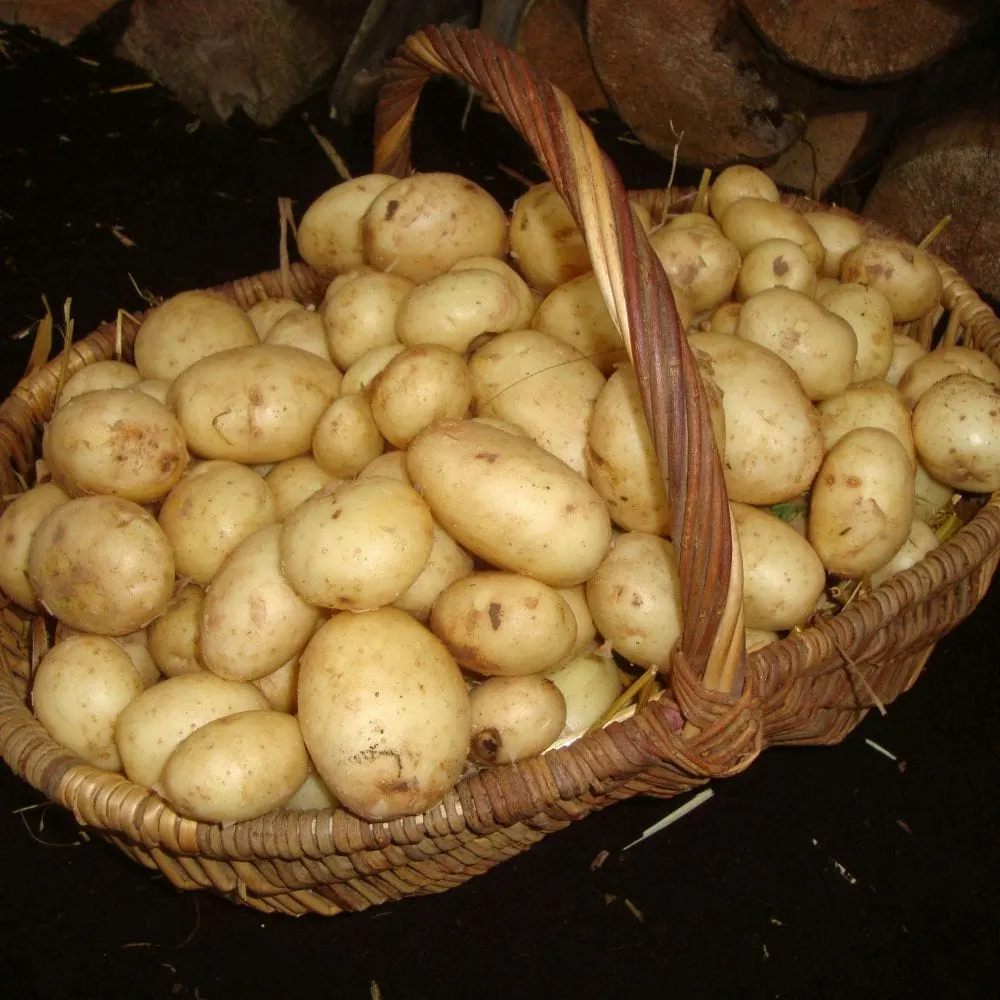 'Maris Peer' Second Early Patio Seed Potatoes