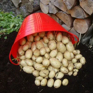 'Maris Piper' Maincrop Seed Potatoes