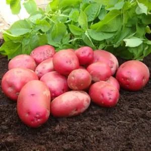 'Red Duke Of York' First Early Seed Potatoes