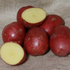 'Setanta' Maincrop Seed Potatoes