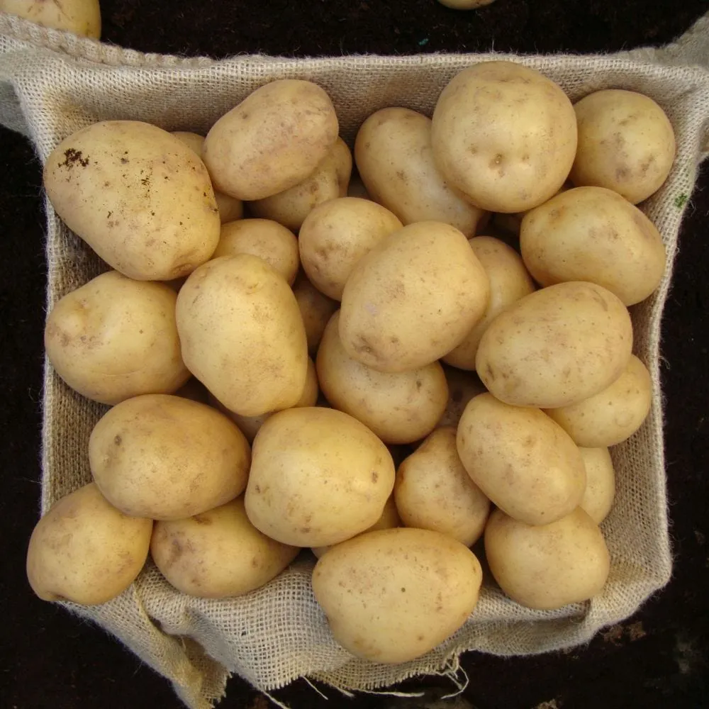 'Swift' First Early Scottish basic Patio Seed Potatoes